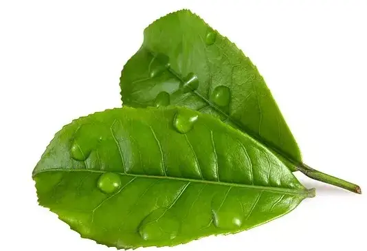 两性情感释怀🏃‍♀️告别过去从自律开始，晨跑团里藏着翻篇的狠劲
